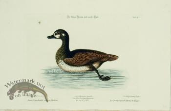 Seligmann Duck 12